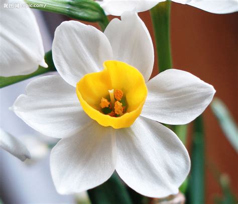 水仙花